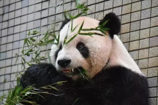 戴个牙冠多么重要！国宝大熊猫做根管治疗补了牙，还戴上了牙套