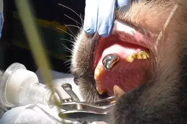 戴个牙冠多么重要！国宝大熊猫做根管治疗补了牙，还戴上了牙套